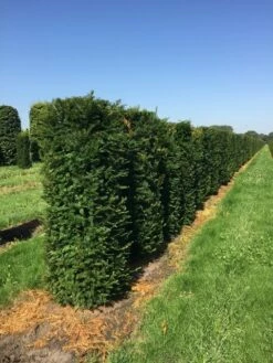 Taxus Als Haagelement (Taxus Baccata) 14 Taxus Als Haagelement (Taxus Baccata) -DIRECTPLANT Winkel taxus baccata h160x60x60 cm 3