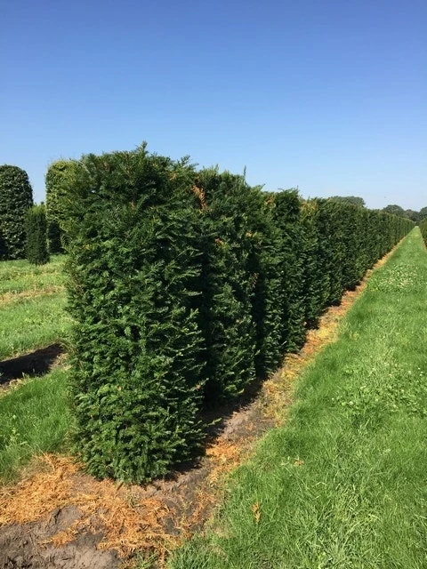 Taxus Als Haagelement (Taxus Baccata) 5 Taxus Als Haagelement (Taxus Baccata) - Afbeelding 3