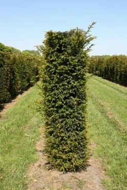 Taxus Als Haagelement (Taxus Baccata) 15 Taxus Als Haagelement (Taxus Baccata) -DIRECTPLANT Winkel taxus baccata h175x50x50 cm