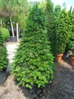 Taxus Als Kegel (Taxus Baccata) -DIRECTPLANT Winkel taxus baccata kegel 140 160 c90 1