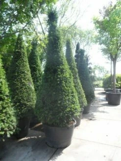 Taxus Als Kegel (Taxus Baccata) 19 Taxus Als Kegel (Taxus Baccata) -DIRECTPLANT Winkel taxus baccata kegel 200 225 250 c285