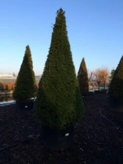Taxus Als Kegel (Taxus Baccata) -DIRECTPLANT Winkel taxus baccata kegel 225 250 c240 3 inkoop 315 1