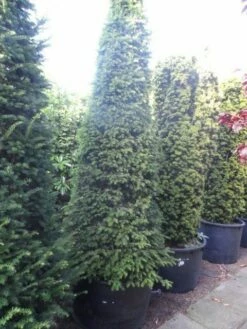 Taxus Als Kegel (Taxus Baccata) -DIRECTPLANT Winkel taxus baccata kegel 250 275 1