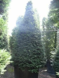 Taxus Als Kegel (Taxus Baccata) -DIRECTPLANT Winkel taxus baccata kegel 275 300 350 c1000 1