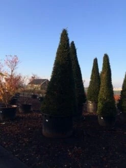 Taxus Als Kegel (Taxus Baccata) -DIRECTPLANT Winkel taxus baccata kegel 300 350 c1000 inkoop 875 1