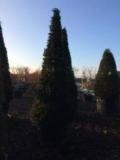 Taxus Als Kegel (Taxus Baccata) -DIRECTPLANT Winkel taxus baccata kegel 300 c285 inkoop 475 1