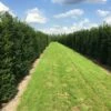 Grote Venijnboom (Taxus Baccata) -DIRECTPLANT Winkel taxus baccata rij 2 1 2