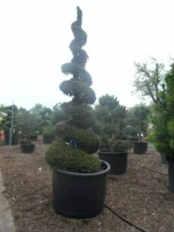 Taxus Als Spiraal (Taxus Baccata) -DIRECTPLANT Winkel taxus baccata spiraal 350 400 c750 2