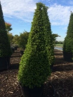 Taxus Als Pyramide (Taxus Baccata) -DIRECTPLANT Winkel taxus egyptische piramides 1
