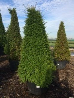 Taxus Als Pyramide (Taxus Baccata) -DIRECTPLANT Winkel taxus egyptische piramides 2 2