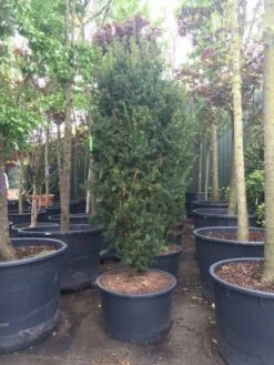 Taxus (Taxus Media 'Hicksii') -DIRECTPLANT Winkel taxus hicksii 1 1
