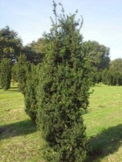 Taxus (Taxus Media 'Hicksii') 15 Taxus (Taxus Media 'Hicksii') -DIRECTPLANT Winkel taxus hicksii 200 225