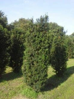 Taxus (Taxus Media 'Hicksii') 16 Taxus (Taxus Media 'Hicksii') -DIRECTPLANT Winkel taxus hicksii 200 225 1