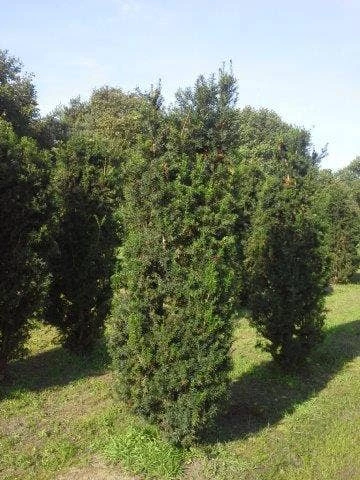 Taxus (Taxus Media 'Hicksii') 5 Taxus (Taxus Media 'Hicksii') - Afbeelding 3