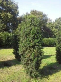 Taxus (Taxus Media 'Hicksii') 17 Taxus (Taxus Media 'Hicksii') -DIRECTPLANT Winkel taxus hicksii 275 300