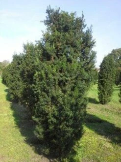 Taxus (Taxus Media 'Hicksii') -DIRECTPLANT Winkel taxus hicksii 275 300 1 1