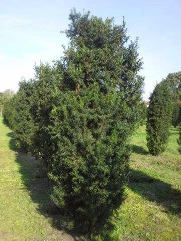 Taxus (Taxus Media 'Hicksii') 7 Taxus (Taxus Media 'Hicksii') - Afbeelding 5
