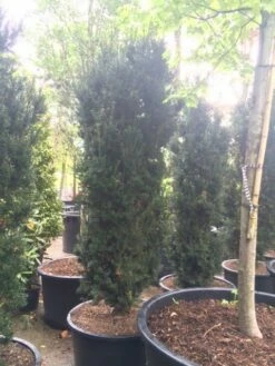 Taxus (Taxus Media 'Hicksii') -DIRECTPLANT Winkel taxus hicksii 2 1