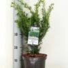 Taxus (Taxus Media 'Densiformis') -DIRECTPLANT Winkel taxus media densiformis c3 m 1 1
