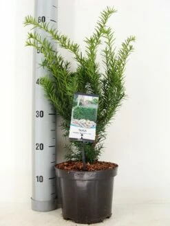 Taxus (Taxus Media 'Densiformis')