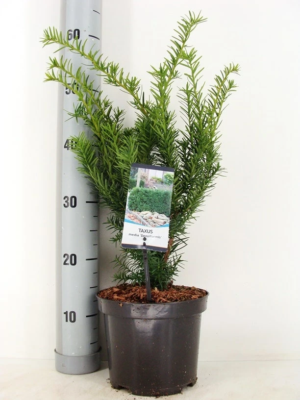 Taxus (Taxus Media 'Densiformis') 3 Taxus (Taxus Media 'Densiformis')
