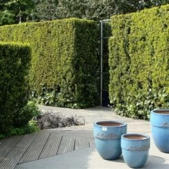 Taxus (Taxus Media 'Hicksii') 25 Taxus (Taxus Media 'Hicksii') -DIRECTPLANT Winkel taxus media hicksii