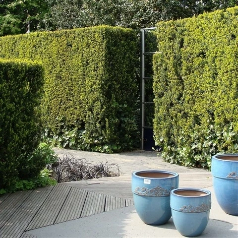 Taxus (Taxus Media 'Hicksii') 14 Taxus (Taxus Media 'Hicksii') - Afbeelding 12