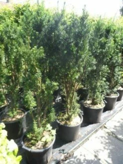Taxus (Taxus Media 'Hicksii') -DIRECTPLANT Winkel taxus media hicksii 120 140 c35 1