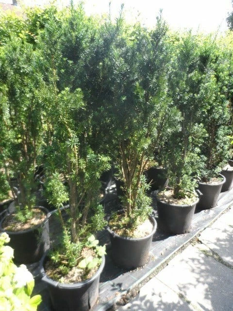 Taxus (Taxus Media 'Hicksii') 10 Taxus (Taxus Media 'Hicksii') - Afbeelding 8