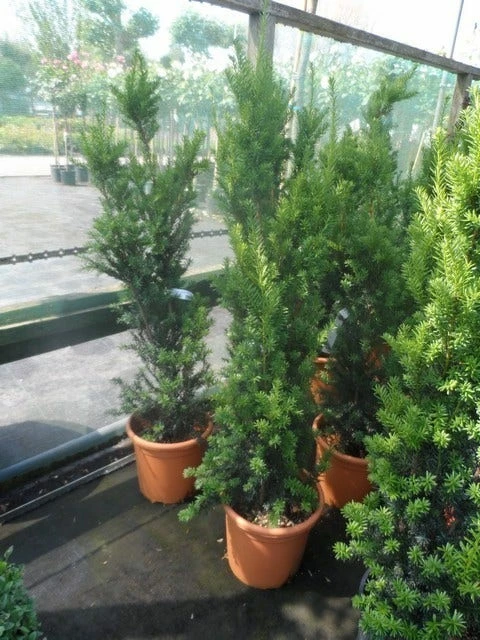 Taxus (Taxus Media 'Hicksii') 11 Taxus (Taxus Media 'Hicksii') - Afbeelding 9