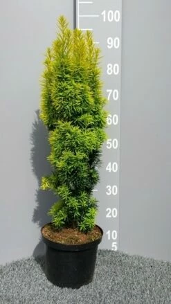 Gele Venijnboom (Taxus Baccata 'David') 10 Gele Venijnboom (Taxus Baccata 'David') -DIRECTPLANT Winkel taxusdavid01 2