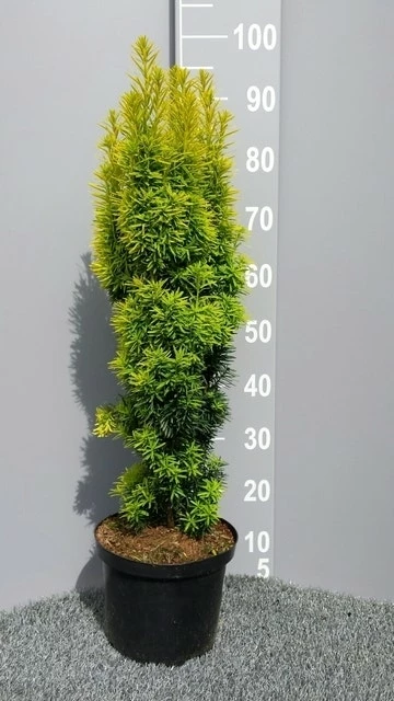 Gele Venijnboom (Taxus Baccata 'David') 6 Gele Venijnboom (Taxus Baccata 'David') - Afbeelding 4