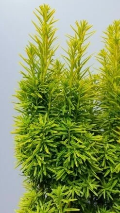 Gele Venijnboom (Taxus Baccata 'David') -DIRECTPLANT Winkel taxusdavid02 1