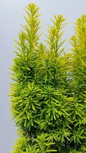 Gele Venijnboom (Taxus Baccata 'David') 7 Gele Venijnboom (Taxus Baccata 'David') - Afbeelding 5