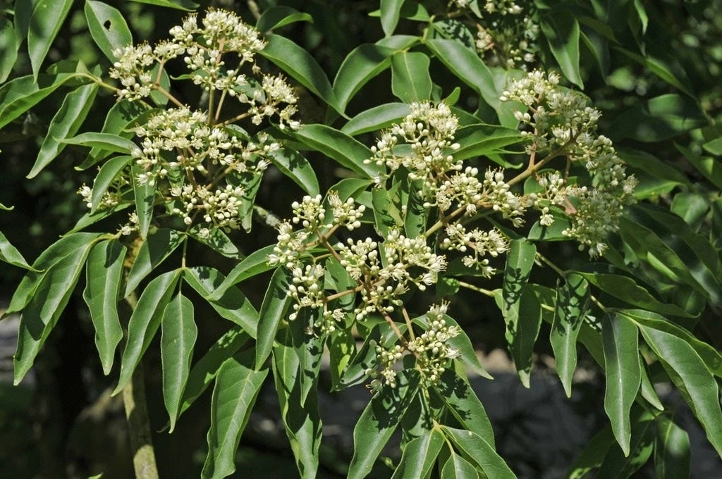 Bijenboom, Struik (Tetradium Daniellii) 4 Bijenboom, Struik (Tetradium Daniellii) - Afbeelding 2