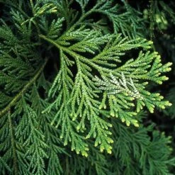 Thujopsis (Thujopsis Dolabrata)