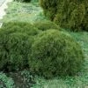 Thuja (Thuja Occidentalis 'Tiny Tim') -DIRECTPLANT Winkel thottim 1 1