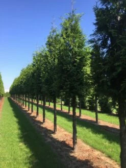 Nieuwe uitgaven -DIRECTPLANT Winkel thuja 30 40 3