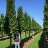 Haagconifeer Op Stam (Thuja Plicata 'Excelsa') -DIRECTPLANT Winkel thuja 30 40 2