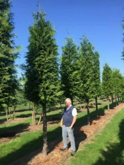 Haagconifeer Op Stam (Thuja Plicata 'Excelsa') -DIRECTPLANT Winkel thuja 3035 2 2