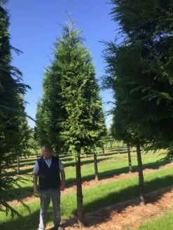Haagconifeer Op Stam (Thuja Plicata 'Excelsa') -DIRECTPLANT Winkel thuja 3540 3