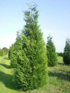 Levensboom (Thuja Plicata 'Atrovirens') 14 Levensboom (Thuja Plicata 'Atrovirens') -DIRECTPLANT Winkel thuja atrovirens 400 450 2