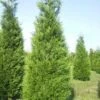 Levensboom (Thuja Plicata 'Atrovirens') -DIRECTPLANT Winkel thuja atrovirens 400 450 1