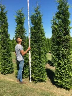 Nieuwe uitgaven -DIRECTPLANT Winkel thuja brabant 300350 1