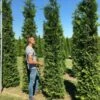 Grote Groene Haagconifeer (Thuja Occidentalis 'Brabant') -DIRECTPLANT Winkel thuja brabant 300350 2