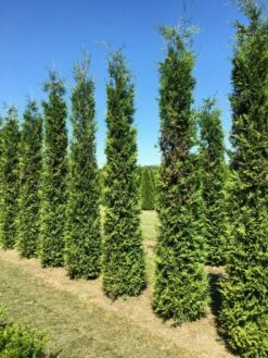 Grote Groene Haagconifeer (Thuja Occidentalis 'Brabant') 7 Grote Groene Haagconifeer (Thuja Occidentalis 'Brabant') -DIRECTPLANT Winkel thuja brabant 350400