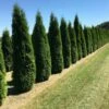 Grote Westerse Levensboom (Thuja Occidentalis 'Smaragd') -DIRECTPLANT Winkel thuja occ smarag 1 1