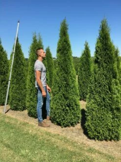 Nieuwe uitgaven -DIRECTPLANT Winkel thuja occ smaragd 200250