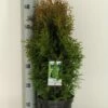 Levensboom (Thuja Occidentalis 'Holmstrup') -DIRECTPLANT Winkel thuja occidentalis holmstrup winter c3 m 1