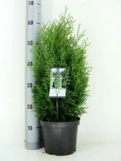 Levensboom (Thuja Occidentalis 'Holmstrup') -DIRECTPLANT Winkel thuja occidentalis holmstrup zomer c3 m 2